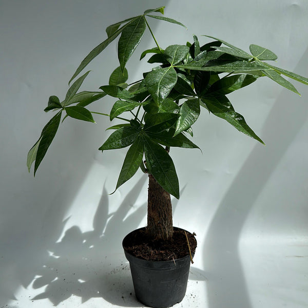 Money Tree Stump Pre bonsai  4" pot