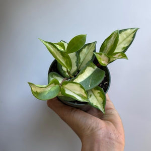 Hoya Krimson Princess