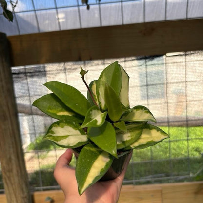 Hoya Krimson Princess 4” pot