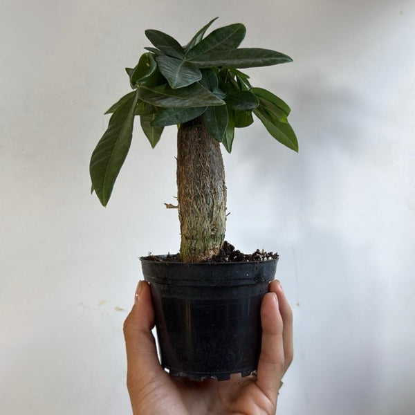 Money Tree Stump Pre bonsai  4" pot