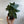 Money Tree Stump Pre bonsai  4