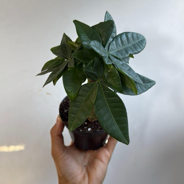 Money Tree Stump Pre bonsai  4" pot