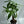 Money Tree Stump Pre bonsai  4
