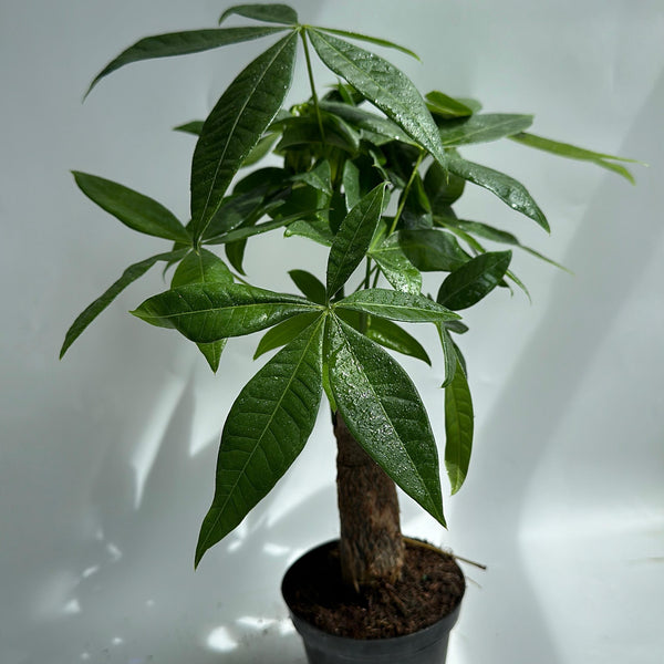 Money Tree Stump Pre bonsai  4" pot