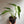 Rare Monstera Burle Marx Flame 6