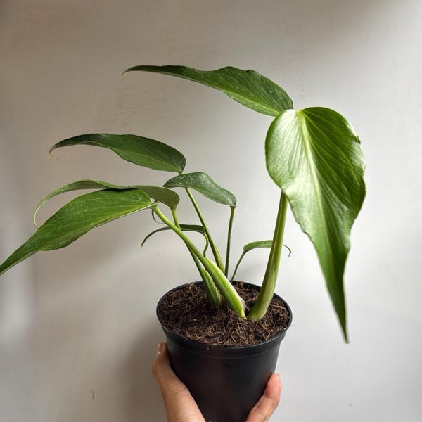 Rare Monstera Burle Marx Flame 6" pot