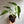 Rare Monstera Burle Marx Flame 6