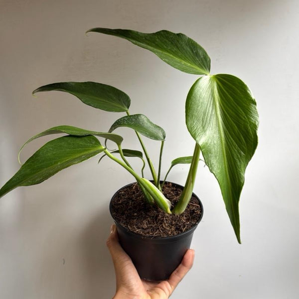 Rare Monstera Burle Marx Flame 6" pot