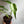 Rare Monstera Burle Marx Flame 6