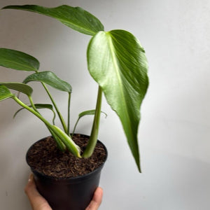 Monstera Burle Marx Flame