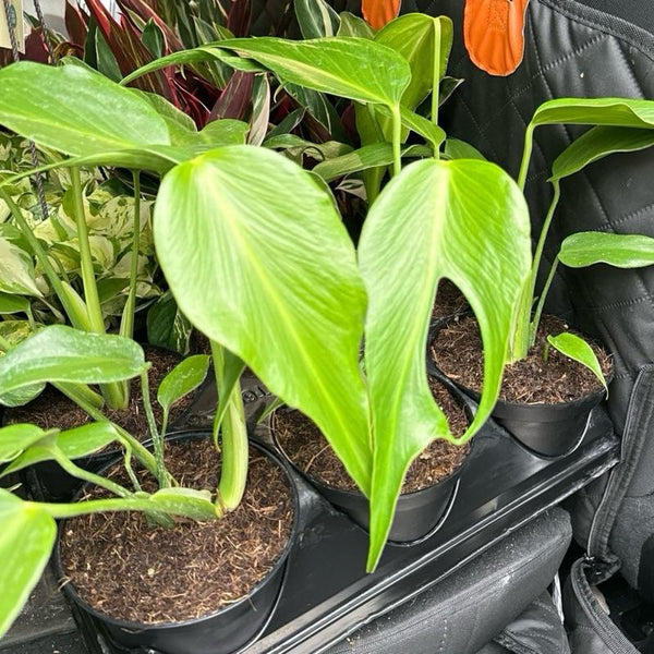 Rare Monstera Burle Marx Flame 6" pot
