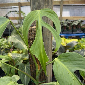 Monstera Burle Marx Flame