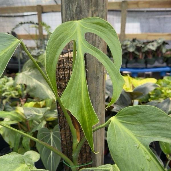 Rare Monstera Burle Marx Flame 6" pot