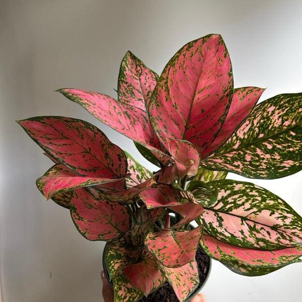 Aglaonema Anyamanee 6" pot