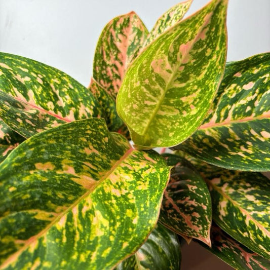 Chinese evergreen Pink starlight 6" pot