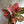 Aglaonema Anyamanee 6