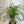 Ponytail Palm 6