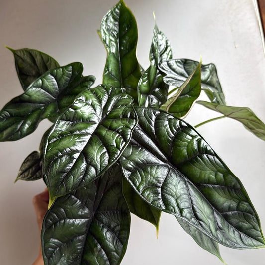 Alocasia Baginda Dragon Scale 6" Pot