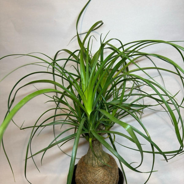 Ponytail Palm 6" Pot