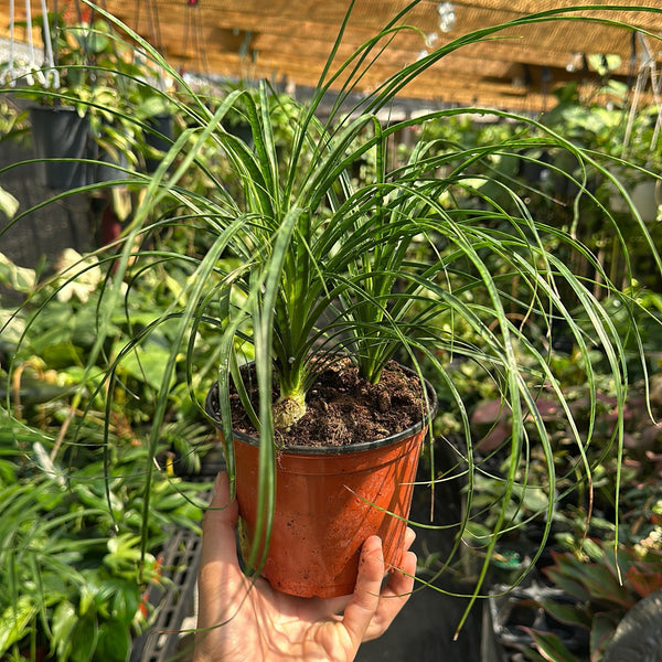 Ponytail Palm 6" Pot