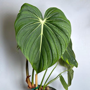 Philodendron McDowell