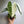 Variegated Alocasia Frydek