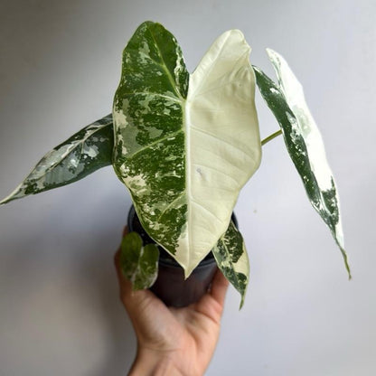 Variegated Alocasia Frydek 4" Pot