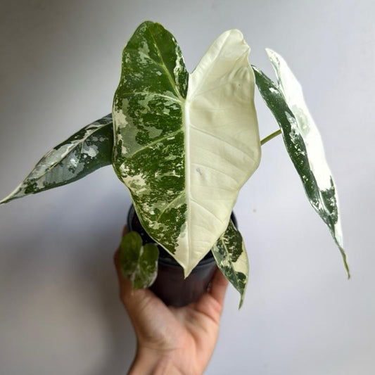 Variegated Alocasia Frydek 4" Pot