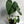 Philodendron McDowell 6