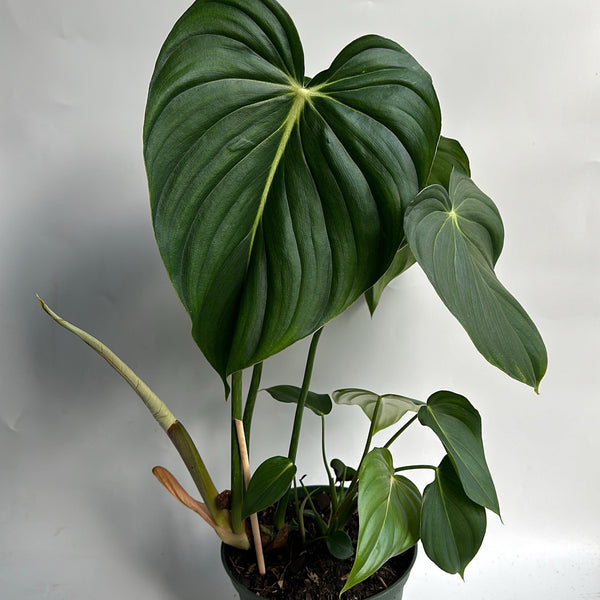 Philodendron McDowell 6" pot