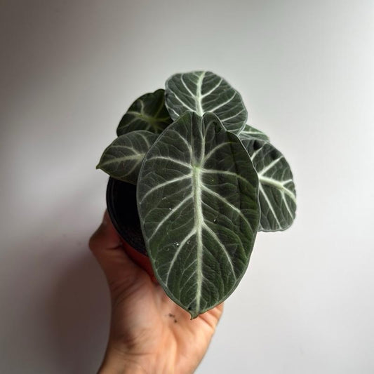 Alocasia Ninja 4" pot
