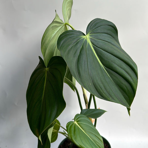 Philodendron McDowell 6" pot