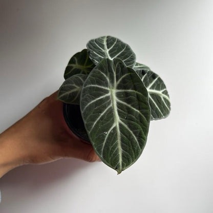 Alocasia Ninja 4" pot