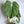 Philodendron McDowell 6