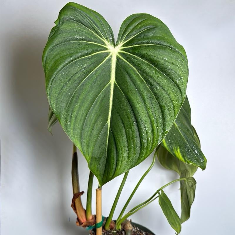 philodendron mcdowell care Runo Plants | Indoor Plants