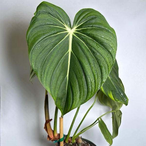 Philodendron McDowell 6" pot