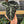 Alocasia Ninja 4