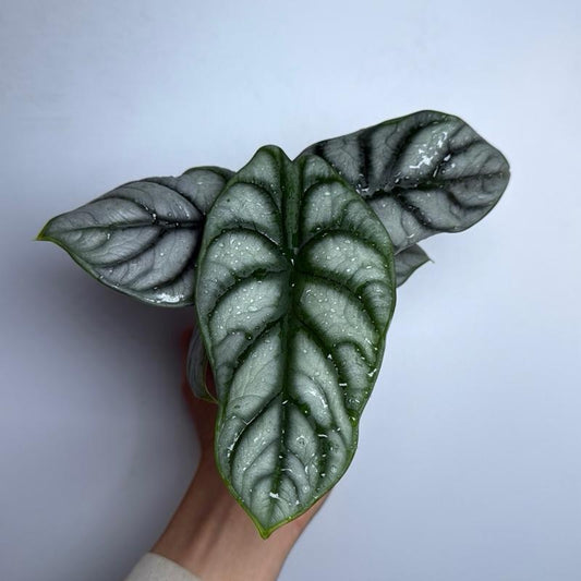 Alocasia silver dragon 4" pot