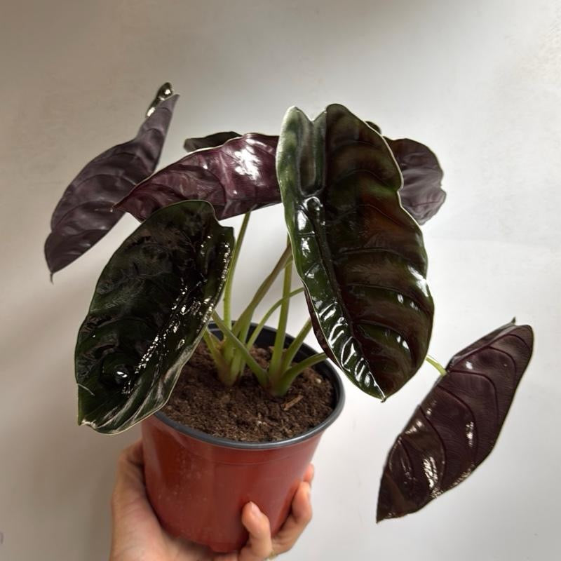 Alocasia Cuprea red 6" pot