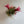 Fuego Ball Tillandsia Ionantha Air Plants Small 1