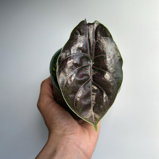 Alocasia azlanii 4" pot