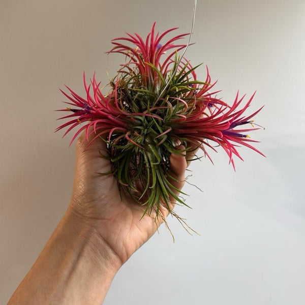 Fuego Ball Tillandsia Ionantha Air Plants Small 1"-2"