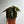 Alocasia Azlanii