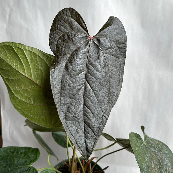 Anthurium Queen of Hearts 6" pot