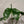 Alocasia Stingray