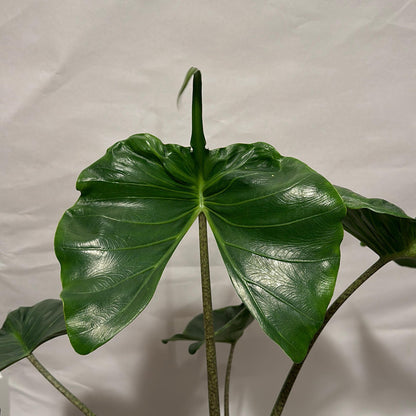 Alocasia stingray 6"