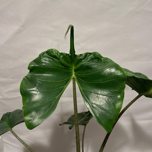Alocasia Stingray