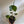 Alocasia Stingray