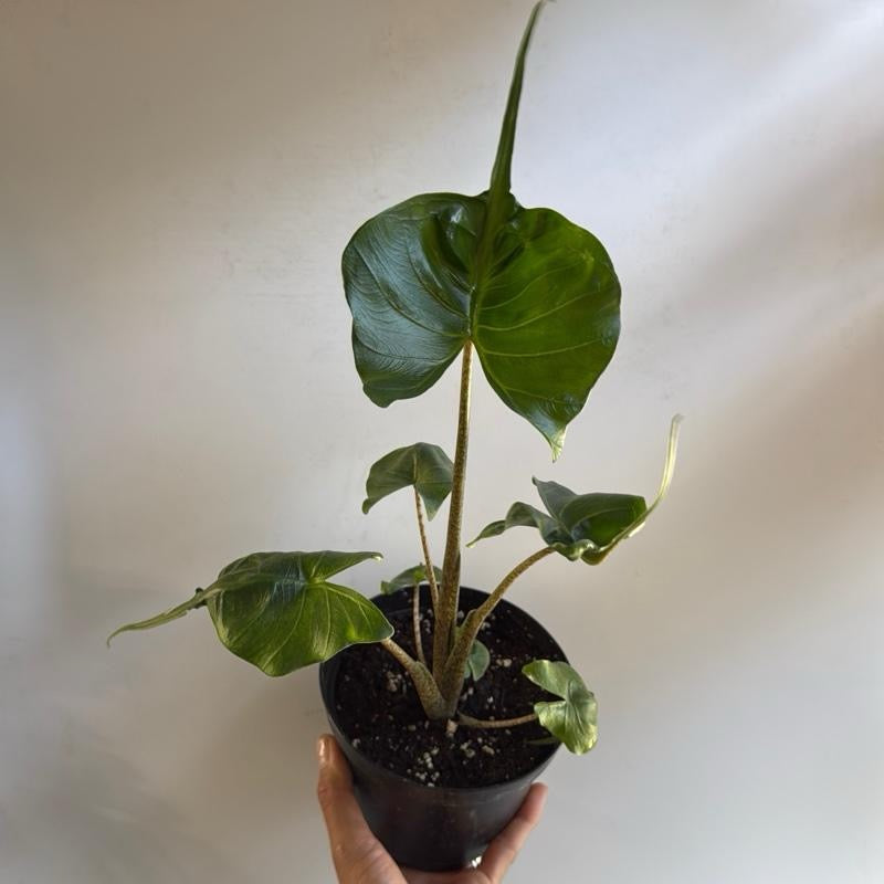 Alocasia stingray 6"