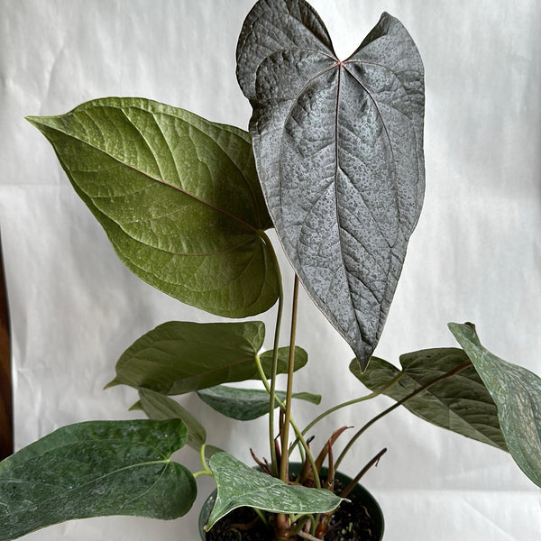 Anthurium Queen of Hearts 6" pot